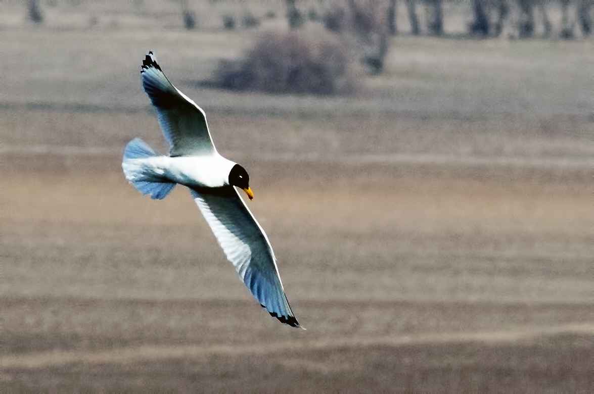Pallas's Gull